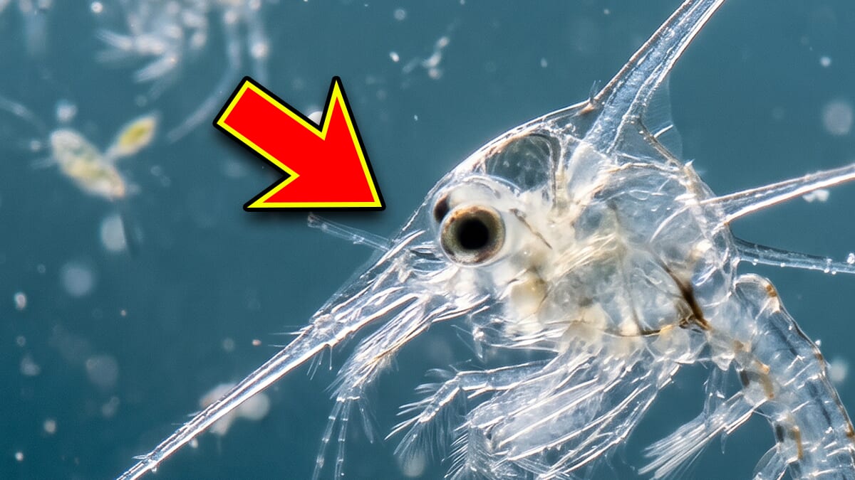 ｜「海で突然、チクチクした痛みに襲われました」→なんと、犯人は体長数ミリの生物。正体と誰でもできる対策とは？