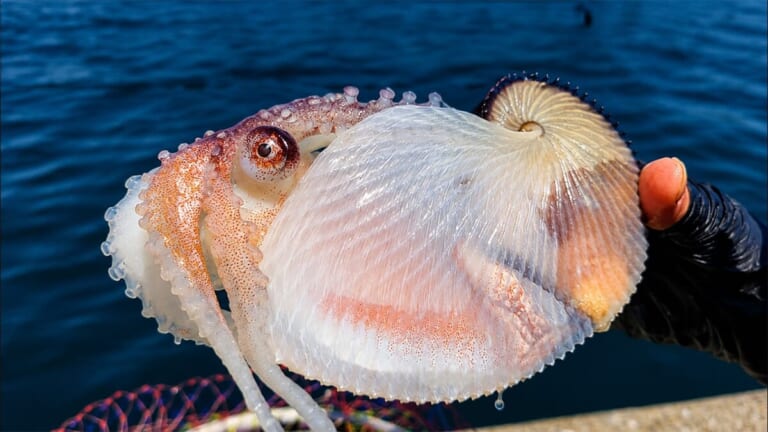 「ヤバっ、初めて見た」「遭遇するのは一生に一度」海で遭遇した『異生物』を捕獲。魚でも貝でもない生物の正体がスゴイ。「生態も解明されていません」