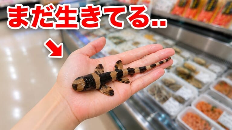 「驚愕」「ウソみたい」スーパーで買った『サメの卵』を育てた結果がスゴイ。「明らかにヤバそうだったけど…」