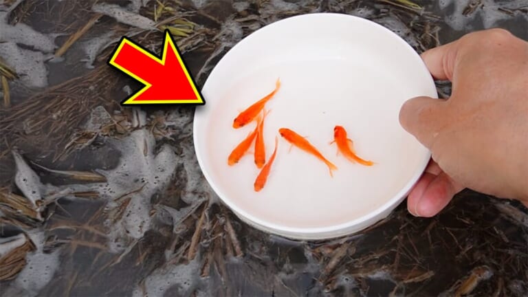 「大きさ、全然違うやん」金魚を『田んぼ』で育てた結果。“700万回”以上再生された実験動画がスゴすぎる。