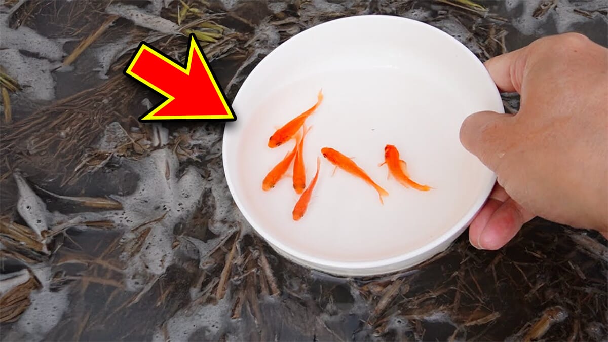 ｜「大きさ、全然違うやん」金魚を『田んぼ』で育てた結果。“700万回”以上再生された実験動画がスゴすぎる。
