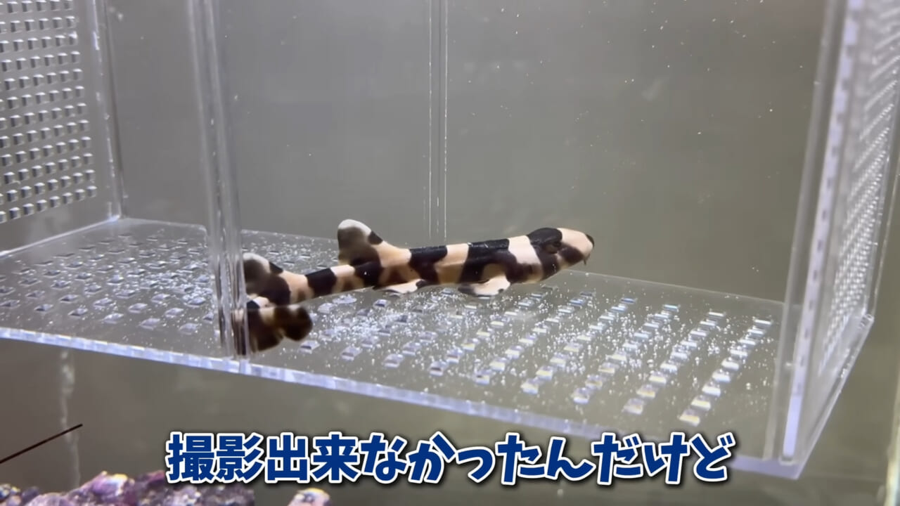 |「驚愕」「ウソみたい」スーパーで買った『サメの卵』を育てた結果がスゴイ。「明らかにヤバそうだったけど…」
