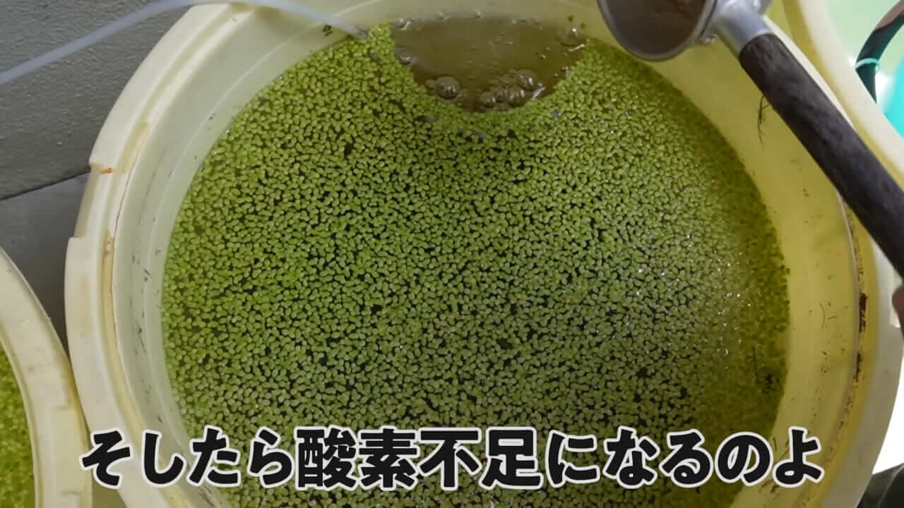 |「大きさ、全然違うやん」金魚を『田んぼ』で育てた結果。“700万回”以上再生された実験動画がスゴすぎる。