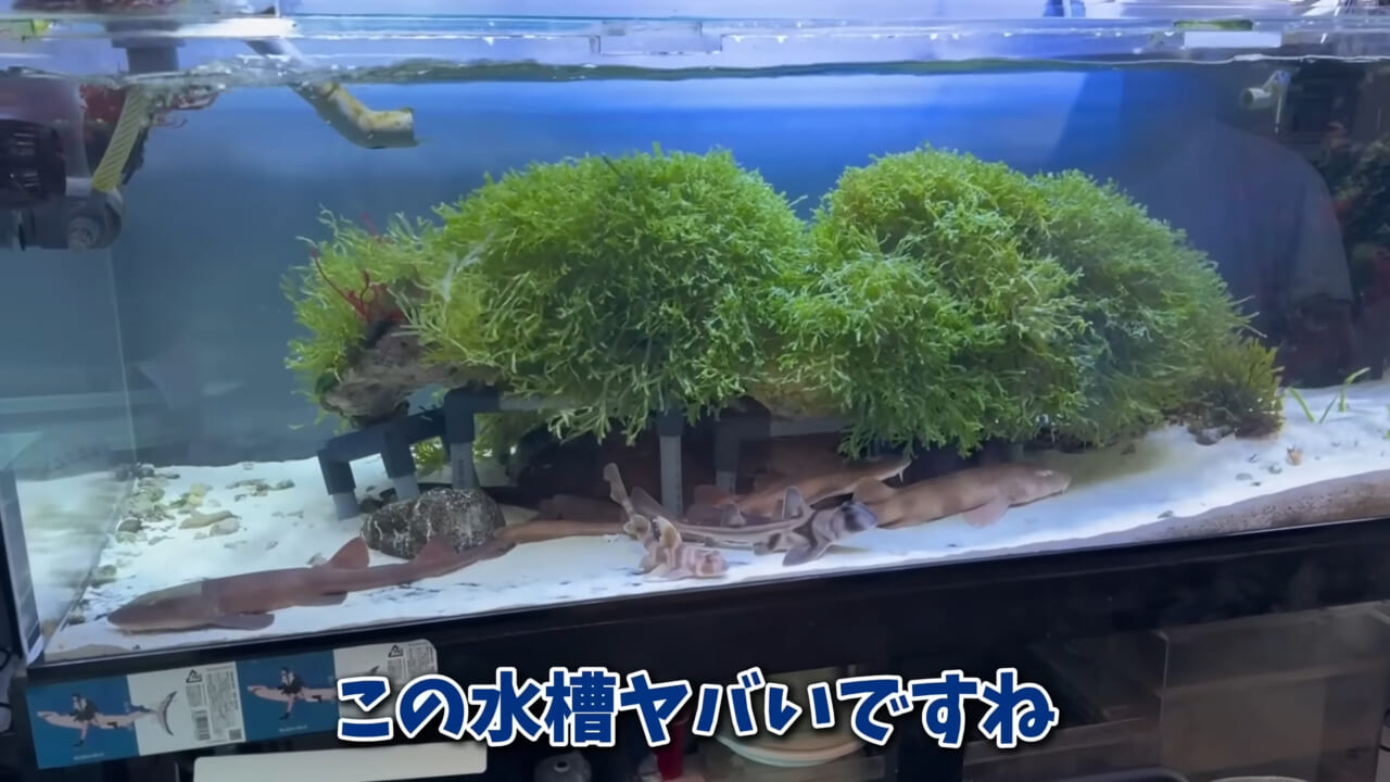 |「驚愕」「ウソみたい」スーパーで買った『サメの卵』を育てた結果がスゴイ。「明らかにヤバそうだったけど…」
