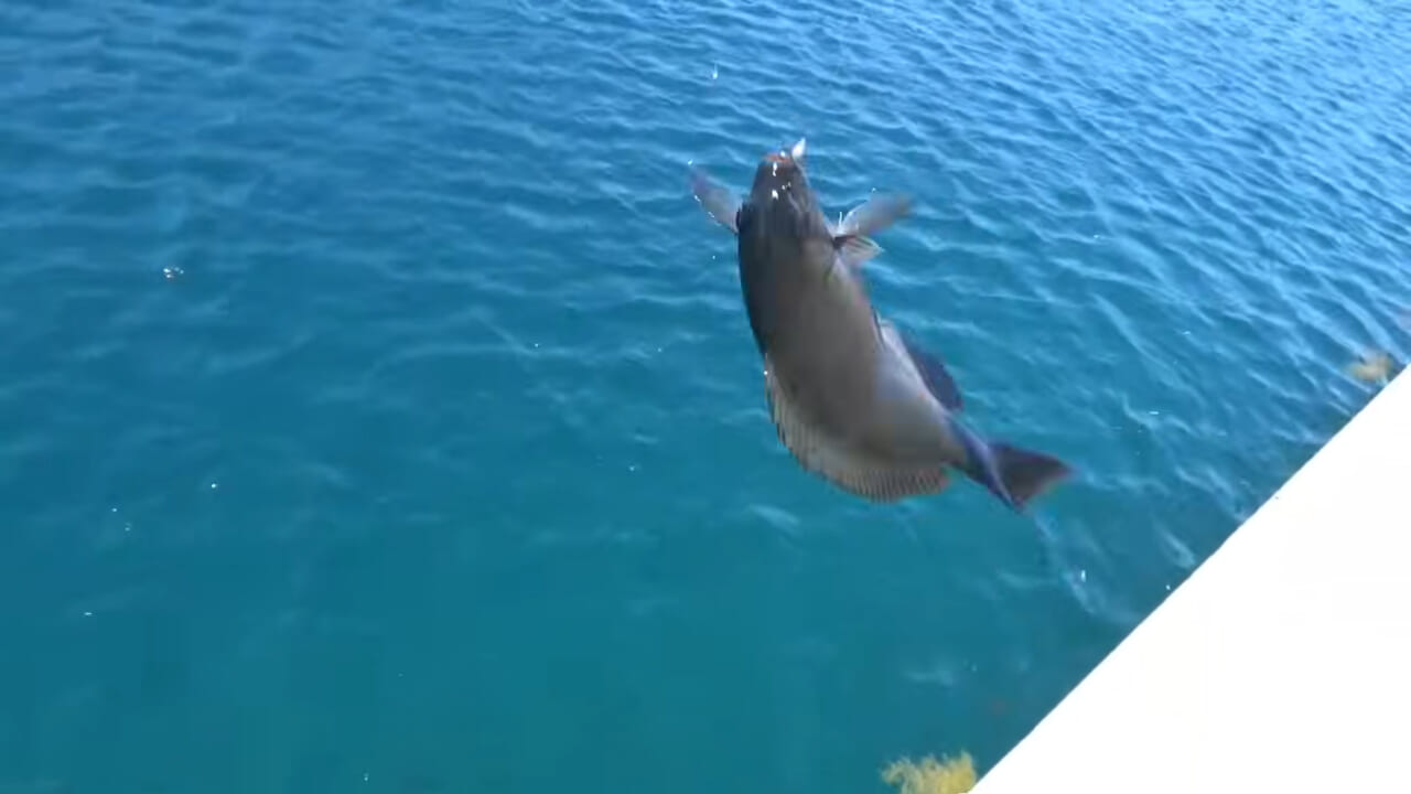 |「ヤバっ、初めて見た」「遭遇するのは一生に一度」海で遭遇した『異生物』を捕獲。魚でも貝でもない生物の正体がスゴイ。「生態も解明されていません」
