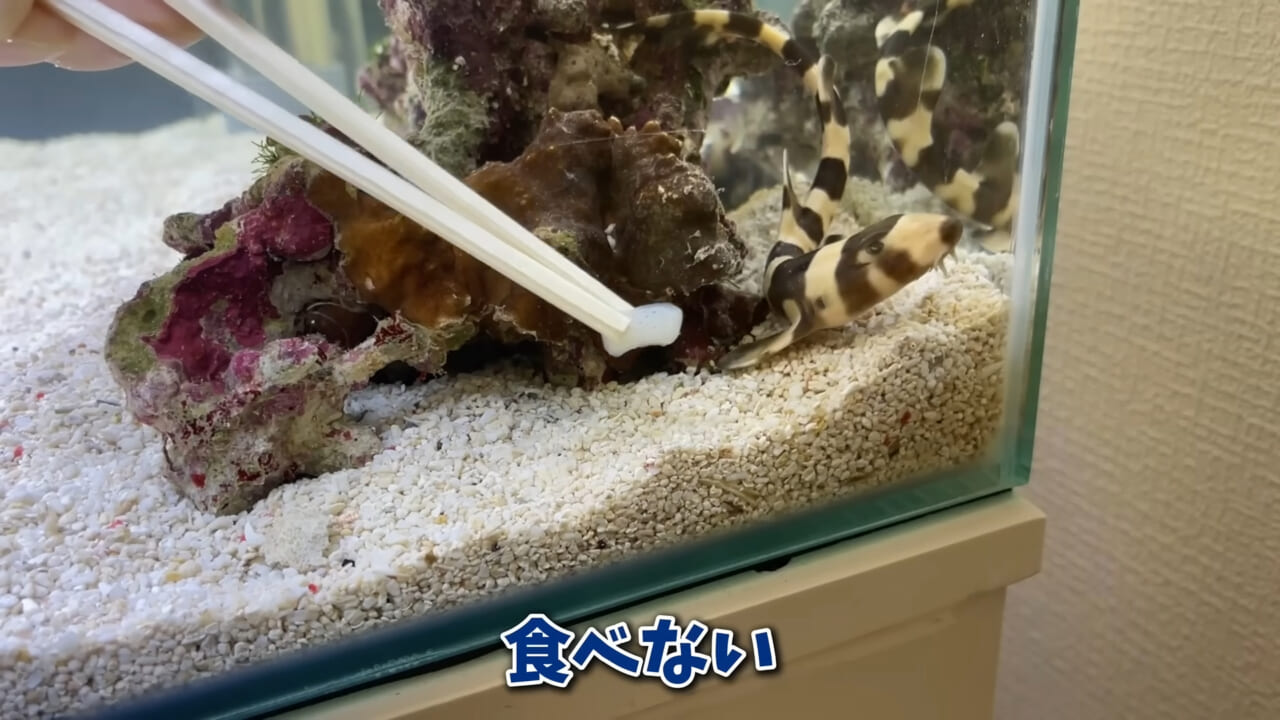 |「驚愕」「ウソみたい」スーパーで買った『サメの卵』を育てた結果がスゴイ。「明らかにヤバそうだったけど…」