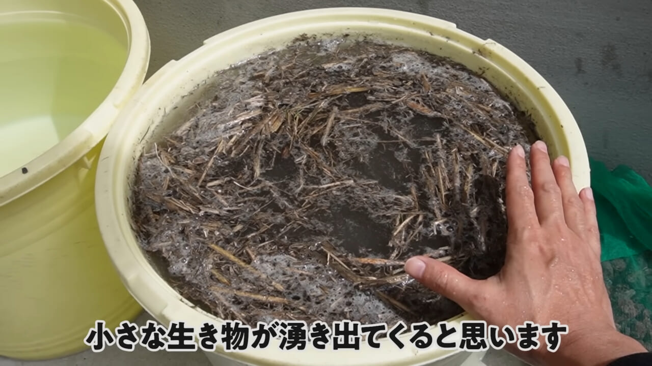 ｜「大きさ、全然違うやん」金魚を『田んぼ』で育てた結果。“700万回”以上再生された実験動画がスゴすぎる。