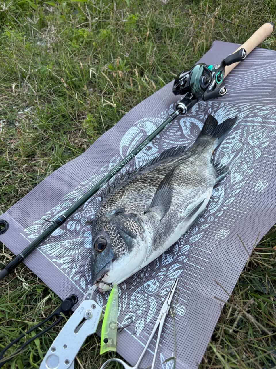 ｜水面が爆発する季節がきた！”浜名湖チヌトップ”牡蠣瀬とストラクチャー際で賑やかだった今年の夏