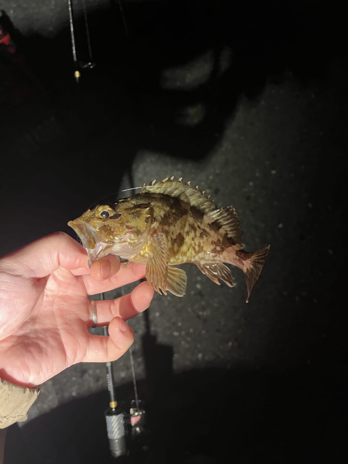 |「今日は何が釣れるかな」夏の夜に涼みながらの五目ライトゲームが楽しすぎる。