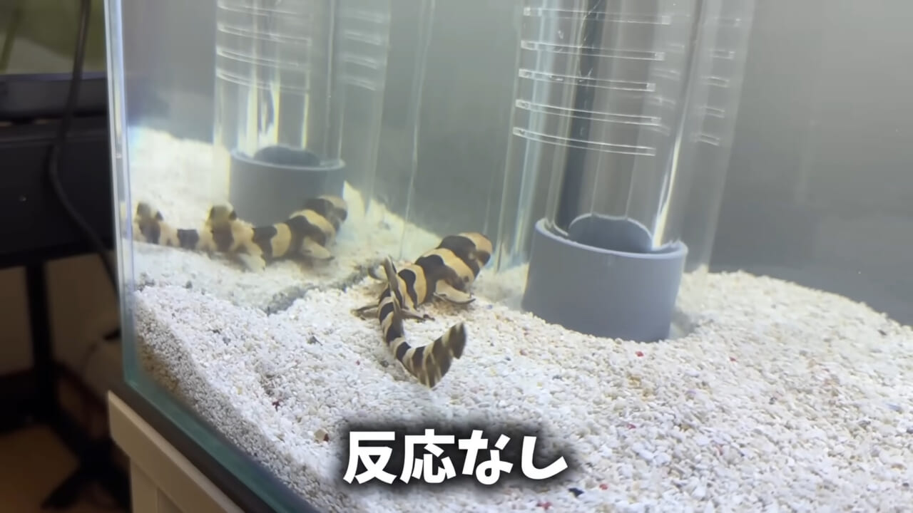 ｜「驚愕」「ウソみたい」スーパーで買った『サメの卵』を育てた結果がスゴイ。「明らかにヤバそうだったけど…」