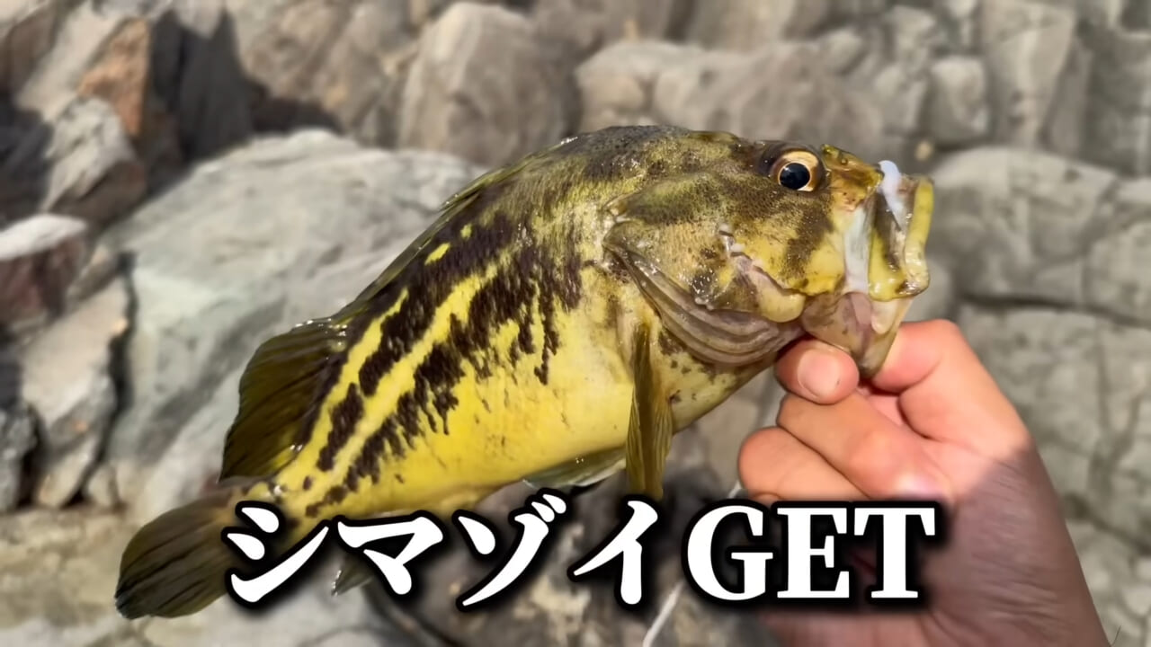｜ユーチューバーが捕獲した『ヤバい魚』。「うわっ、でっか」「ゴジラやん」200万回再生された捕獲劇がスゴイ。