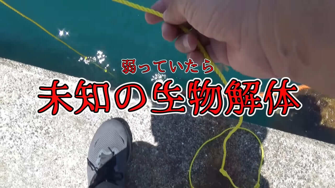 |「ヤバっ、初めて見た」「遭遇するのは一生に一度」海で遭遇した『異生物』を捕獲。魚でも貝でもない生物の正体がスゴイ。「生態も解明されていません」