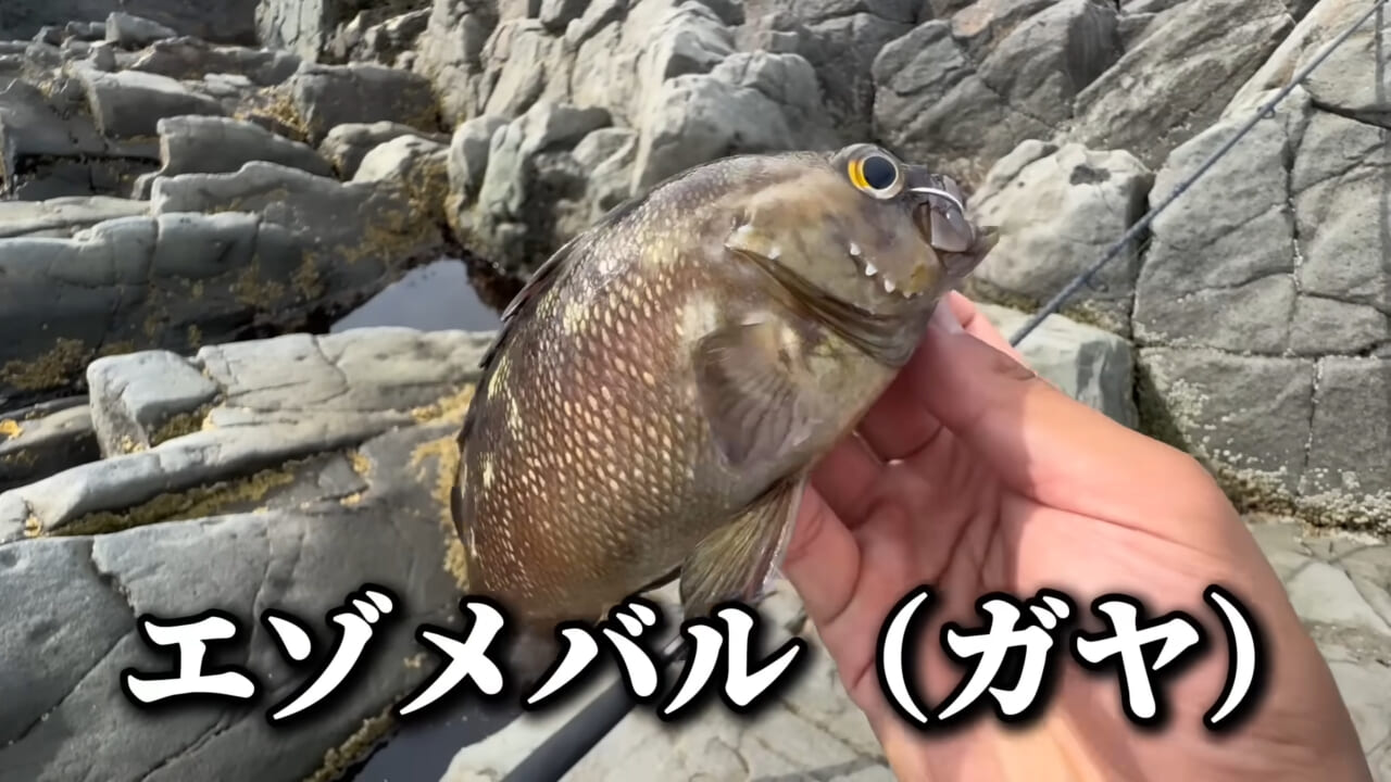｜ユーチューバーが捕獲した『ヤバい魚』。「うわっ、でっか」「ゴジラやん」200万回再生された捕獲劇がスゴイ。