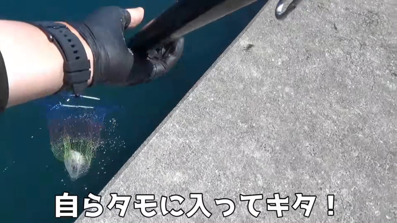 ｜「ヤバっ、初めて見た」「遭遇するのは一生に一度」海で遭遇した『異生物』を捕獲。魚でも貝でもない生物の正体がスゴイ。「生態も解明されていません」