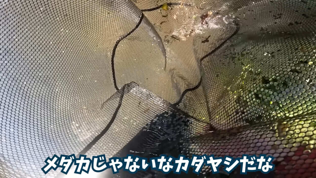 ｜「魚が10分で瀕死に」「生き物がいない」ガサガサ中に発見した『川の排水』を環境局に通報した結果。「基準値が…」