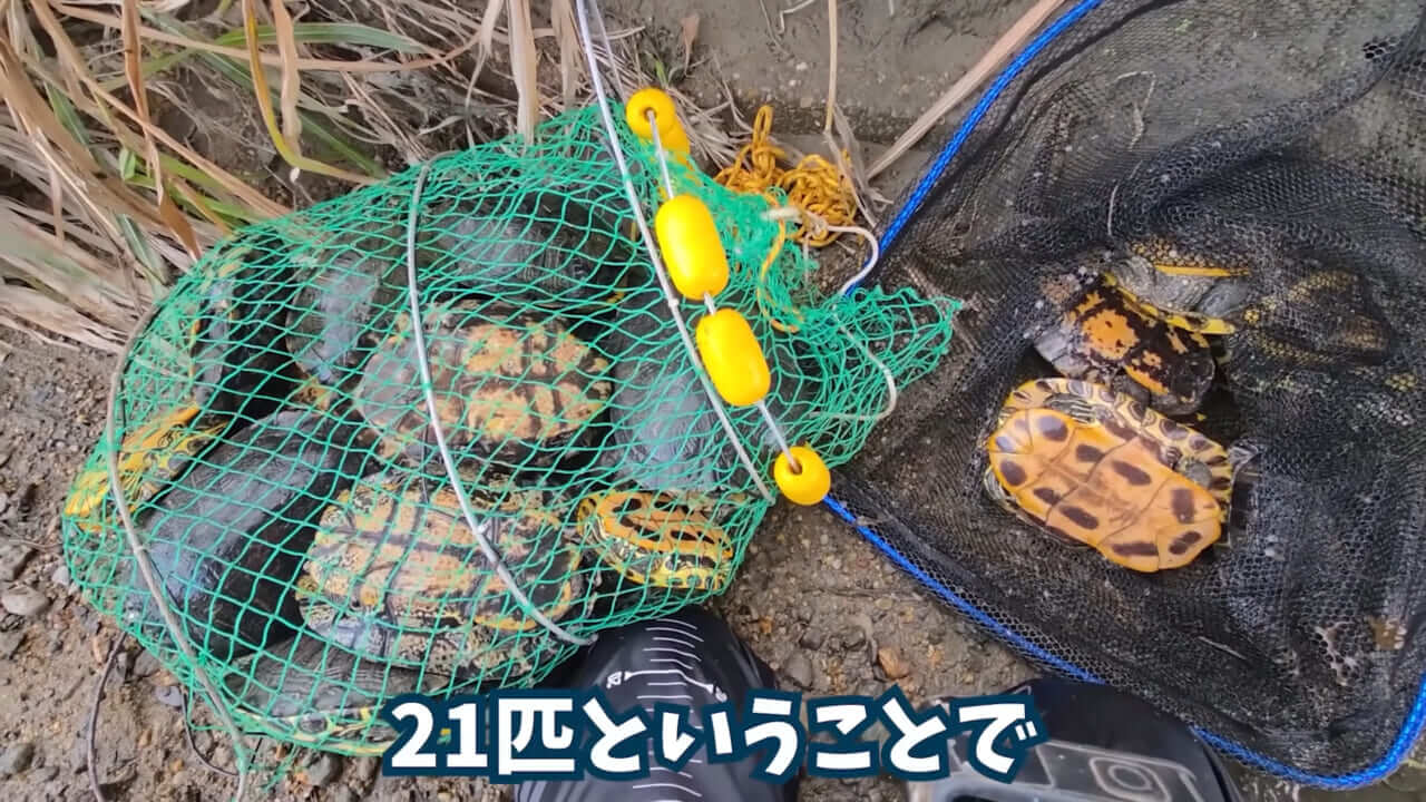 ｜「魚が10分で瀕死に」「生き物がいない」ガサガサ中に発見した『川の排水』を環境局に通報した結果。「基準値が…」