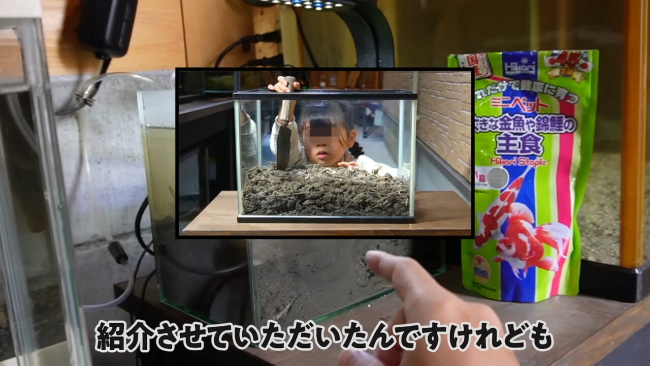 |「大きさ、全然違うやん」金魚を『田んぼ』で育てた結果。“700万回”以上再生された実験動画がスゴすぎる。