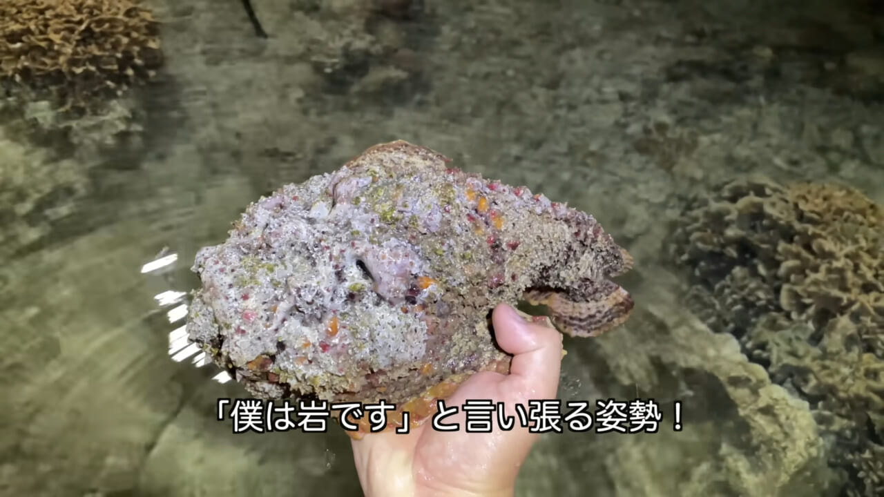 ｜死亡例もある世界最強の『毒魚』に刺されてみた結果→「トンカチで骨を殴られたみたい」身体を張って毒の威力を大検証。「絶対にマネしないで」