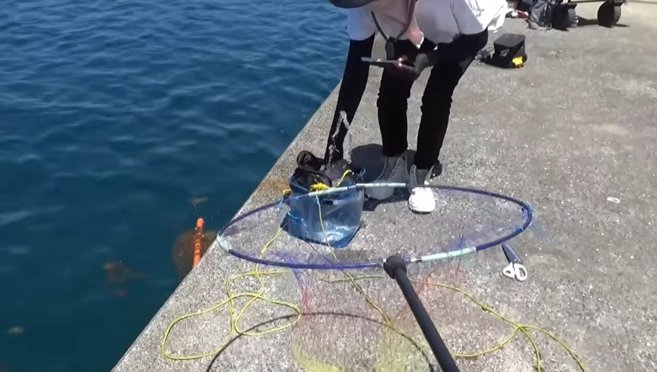 |「ヤバっ、初めて見た」「遭遇するのは一生に一度」海で遭遇した『異生物』を捕獲。魚でも貝でもない生物の正体がスゴイ。「生態も解明されていません」