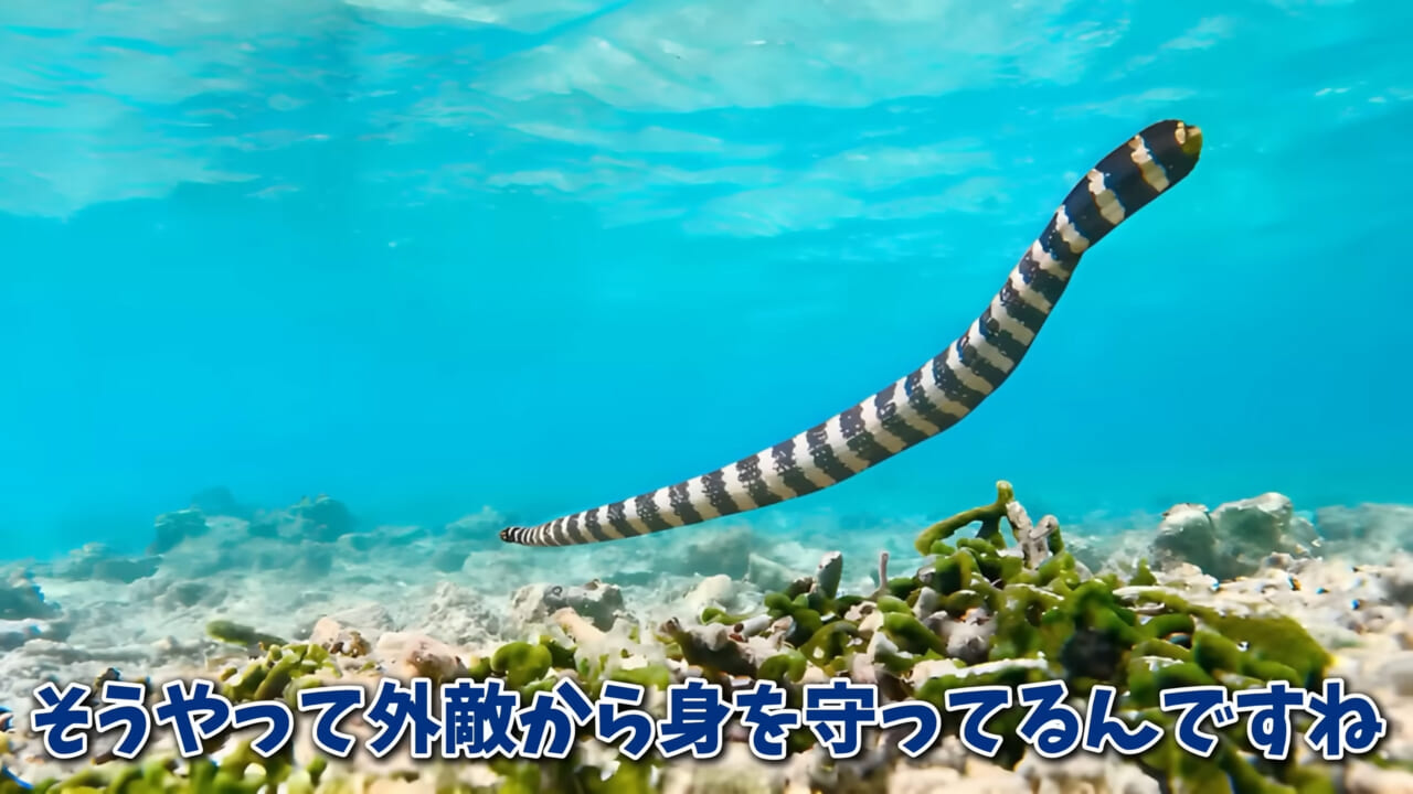 |「驚愕」「ウソみたい」スーパーで買った『サメの卵』を育てた結果がスゴイ。「明らかにヤバそうだったけど…」