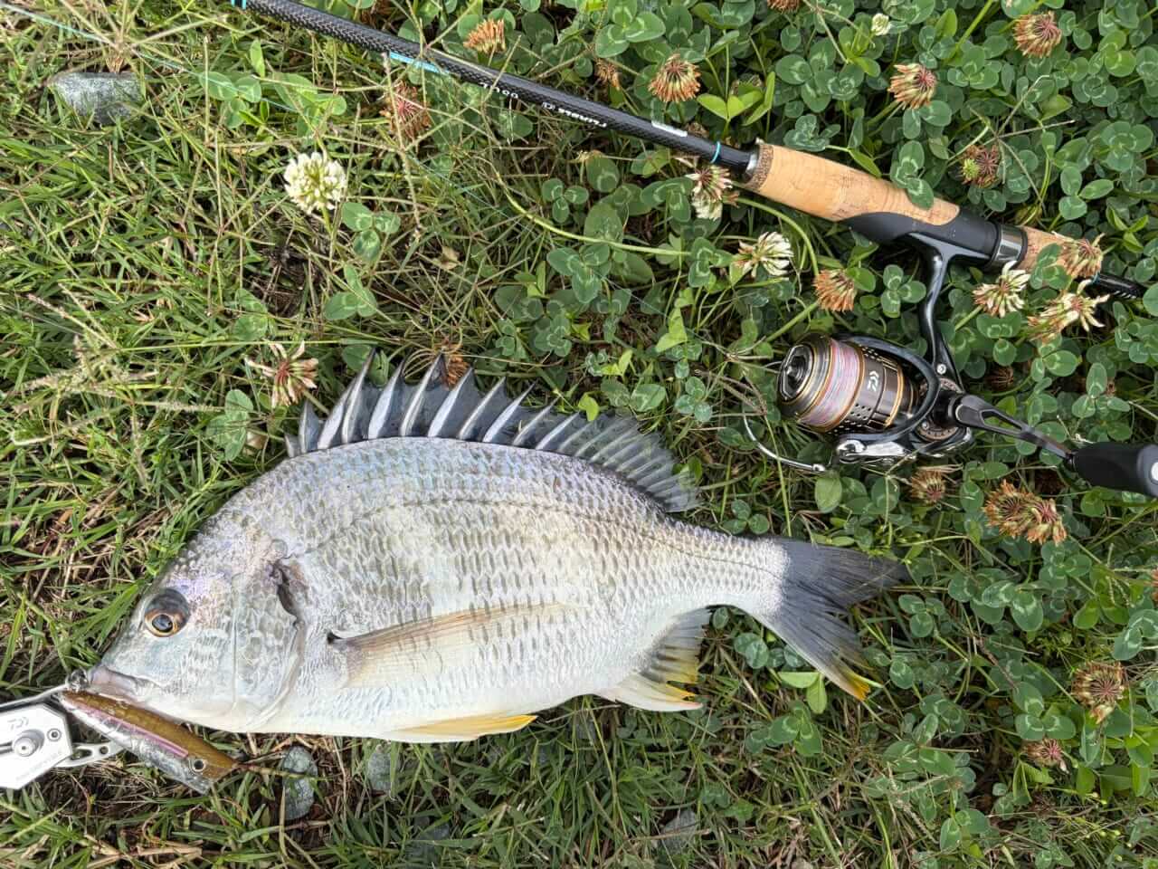 ｜水面が爆発する季節がきた！”浜名湖チヌトップ”牡蠣瀬とストラクチャー際で賑やかだった今年の夏