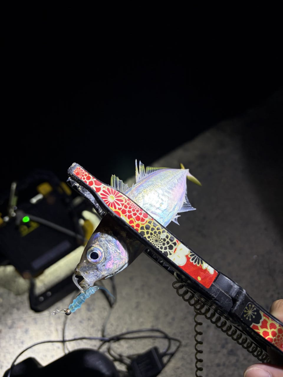 |「今日は何が釣れるかな」夏の夜に涼みながらの五目ライトゲームが楽しすぎる。