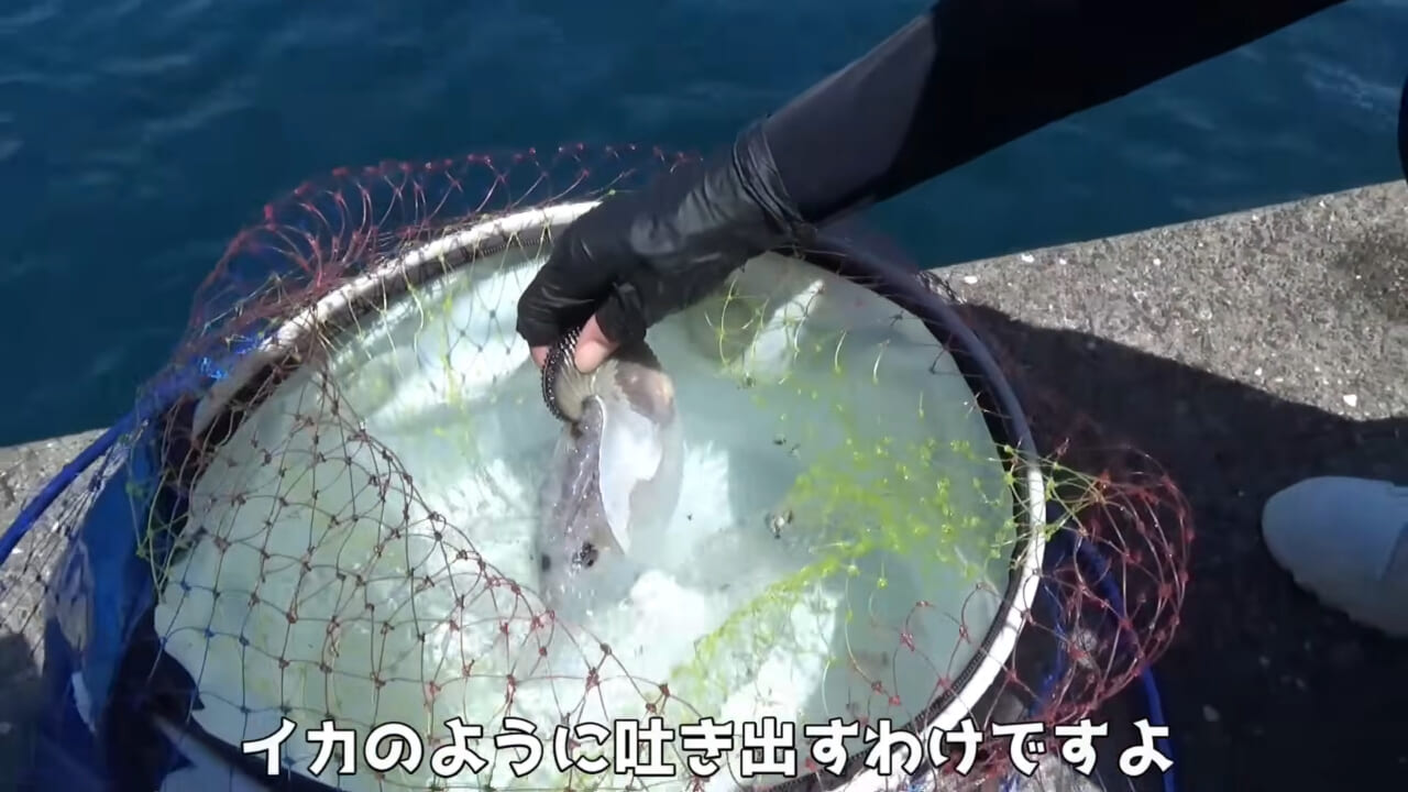 ｜「ヤバっ、初めて見た」「遭遇するのは一生に一度」海で遭遇した『異生物』を捕獲。魚でも貝でもない生物の正体がスゴイ。「生態も解明されていません」