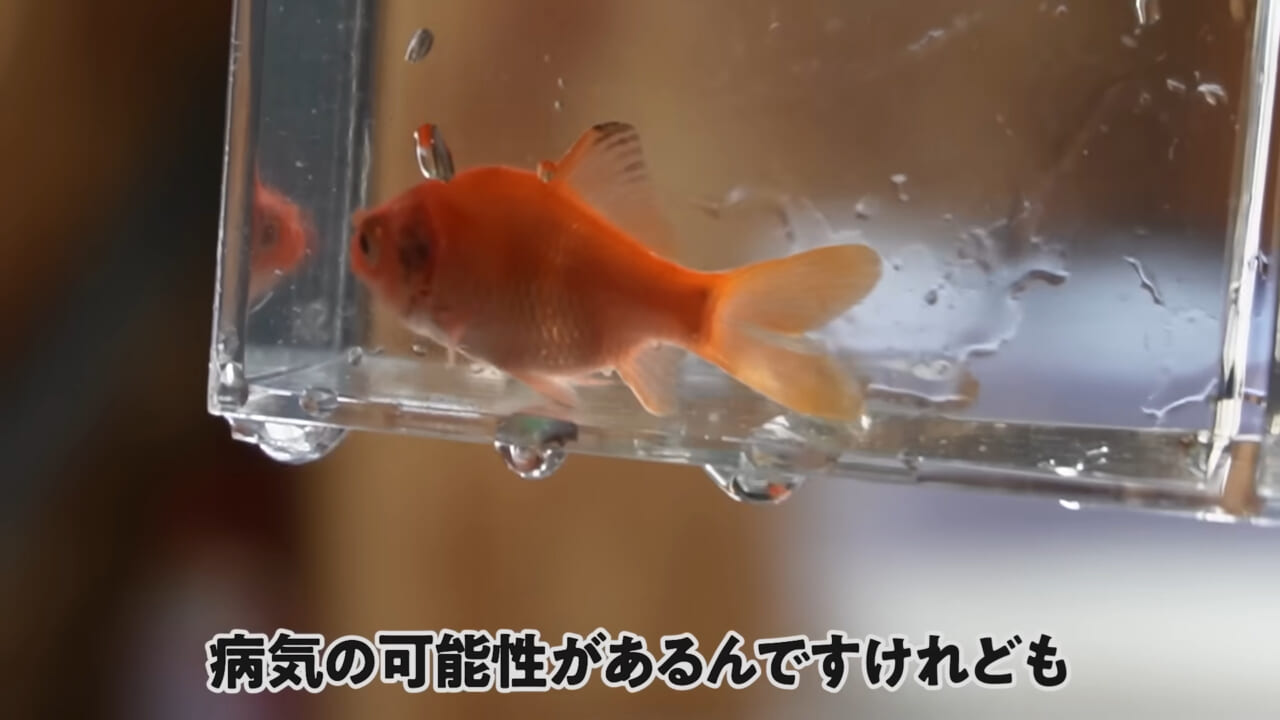 |「大きさ、全然違うやん」金魚を『田んぼ』で育てた結果。“700万回”以上再生された実験動画がスゴすぎる。
