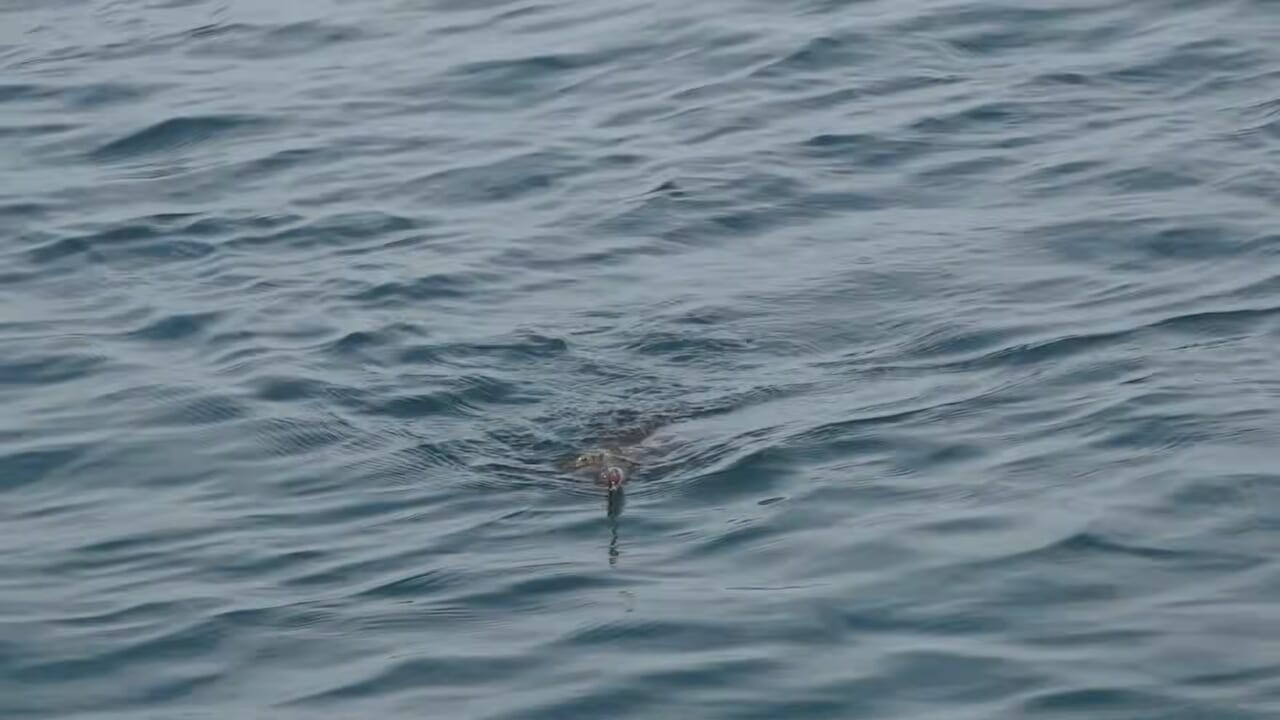 ｜湯川マサタカとタイマン・エギング対決！ 潮が動く“一瞬”を捉えた執念の1杯【セフィアチャレンジin静岡県・伊豆】