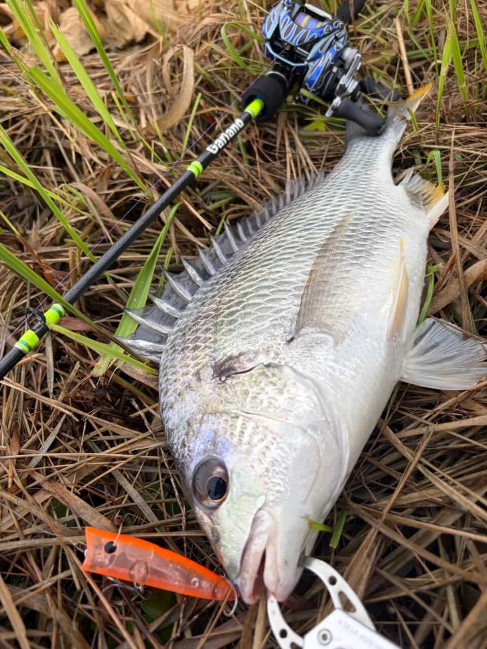 ｜水面が爆発する季節がきた！”浜名湖チヌトップ”牡蠣瀬とストラクチャー際で賑やかだった今年の夏
