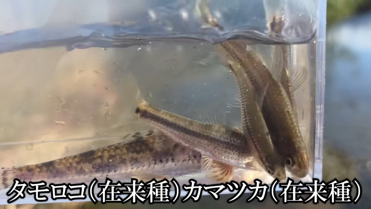 ｜「魚が10分で瀕死に」「生き物がいない」ガサガサ中に発見した『川の排水』を環境局に通報した結果。「基準値が…」