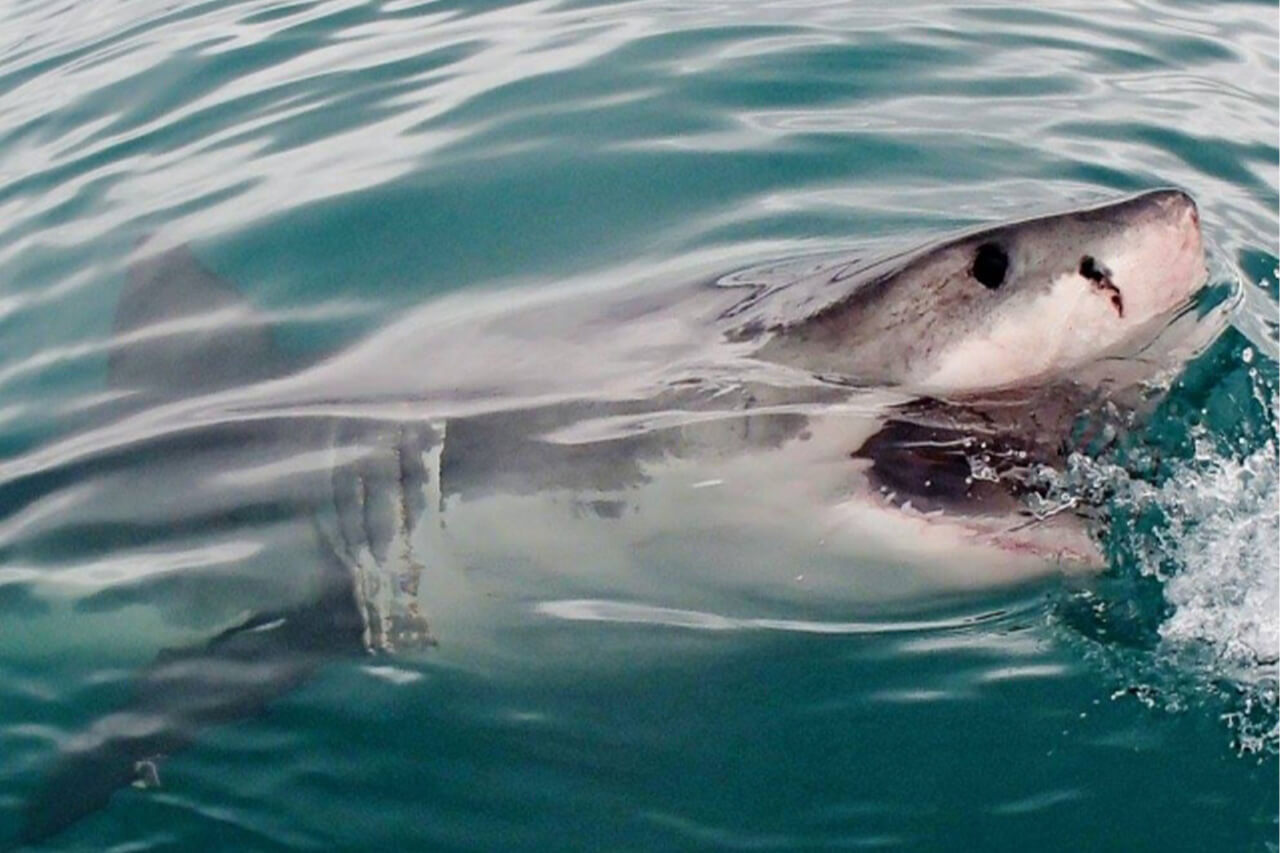 |「嘘だろ」「なんでこんな場所に…」海水浴場にサメが現れる理由とは。サメよりも注意したい『危険な生物や現象』についても解説。