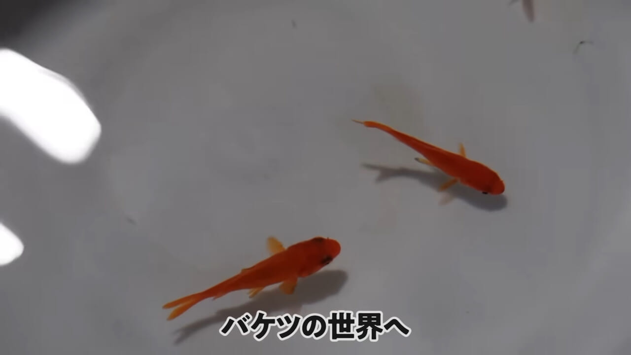 ｜「大きさ、全然違うやん」金魚を『田んぼ』で育てた結果。“700万回”以上再生された実験動画がスゴすぎる。