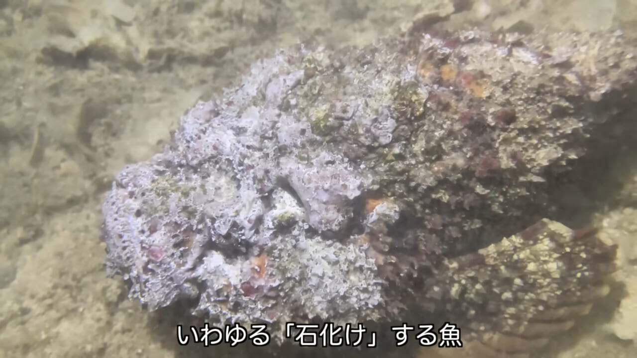 ｜死亡例もある世界最強の『毒魚』に刺されてみた結果→「トンカチで骨を殴られたみたい」身体を張って毒の威力を大検証。「絶対にマネしないで」