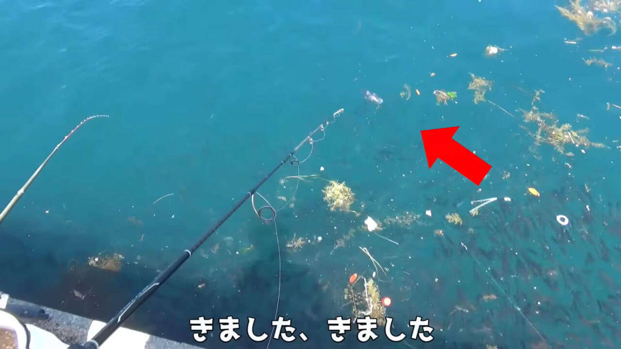 |「ヤバっ、初めて見た」「遭遇するのは一生に一度」海で遭遇した『異生物』を捕獲。魚でも貝でもない生物の正体がスゴイ。「生態も解明されていません」
