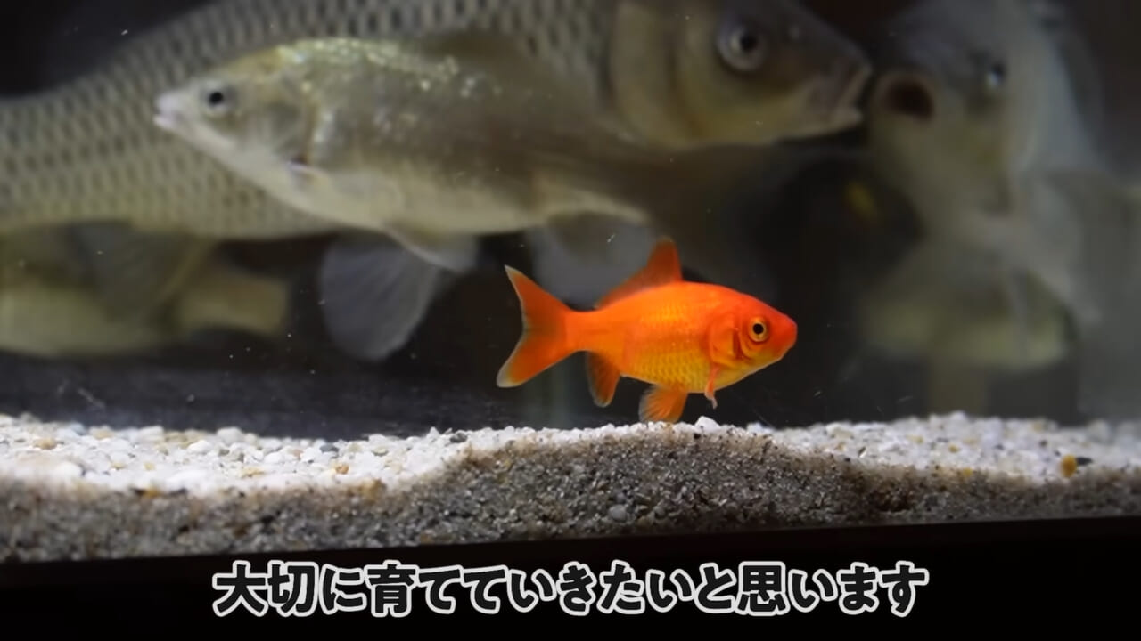 ｜「大きさ、全然違うやん」金魚を『田んぼ』で育てた結果。“700万回”以上再生された実験動画がスゴすぎる。
