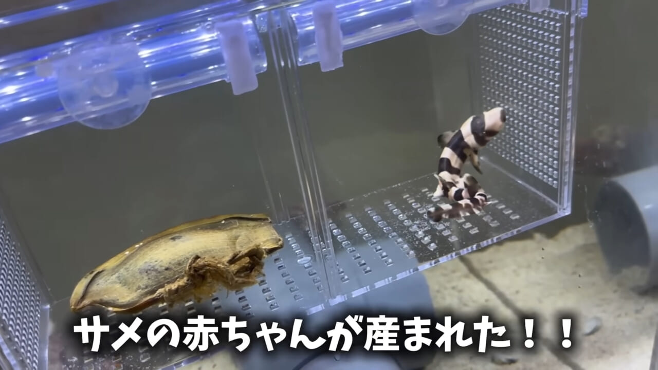 |「驚愕」「ウソみたい」スーパーで買った『サメの卵』を育てた結果がスゴイ。「明らかにヤバそうだったけど…」