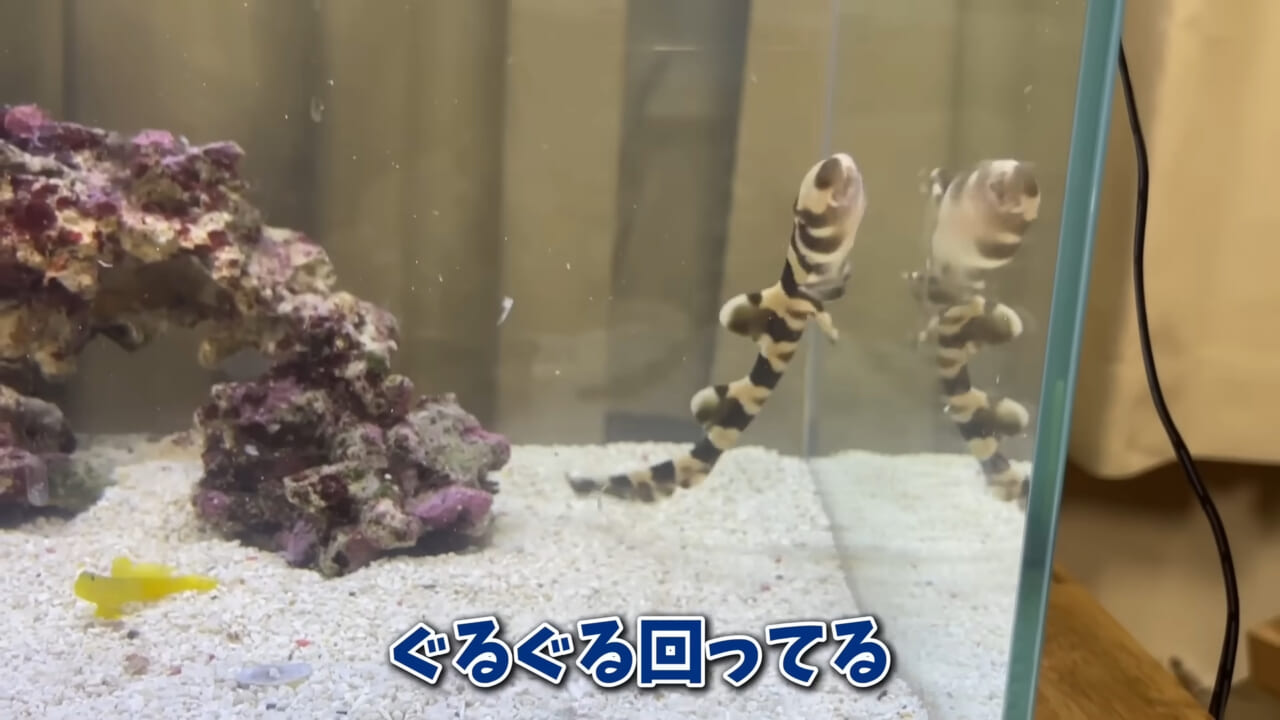|「驚愕」「ウソみたい」スーパーで買った『サメの卵』を育てた結果がスゴイ。「明らかにヤバそうだったけど…」