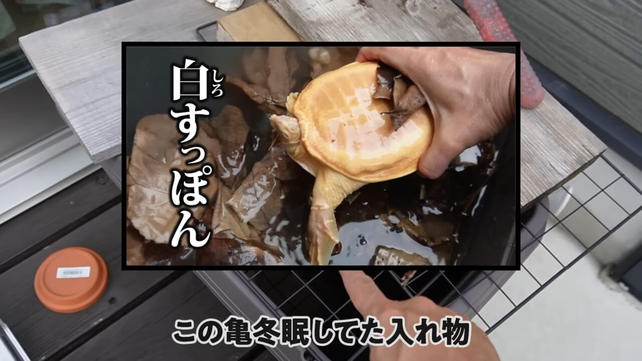 ｜「大きさ、全然違うやん」金魚を『田んぼ』で育てた結果。“700万回”以上再生された実験動画がスゴすぎる。