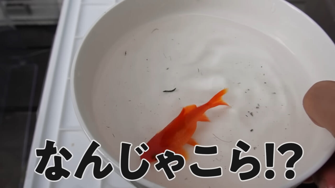 ｜「大きさ、全然違うやん」金魚を『田んぼ』で育てた結果。“700万回”以上再生された実験動画がスゴすぎる。