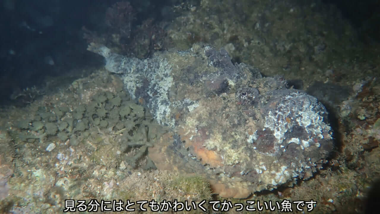 ｜死亡例もある世界最強の『毒魚』に刺されてみた結果→「トンカチで骨を殴られたみたい」身体を張って毒の威力を大検証。「絶対にマネしないで」