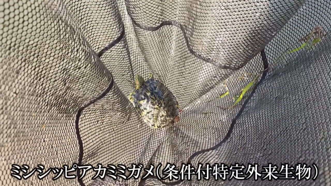 ｜「魚が10分で瀕死に」「生き物がいない」ガサガサ中に発見した『川の排水』を環境局に通報した結果。「基準値が…」