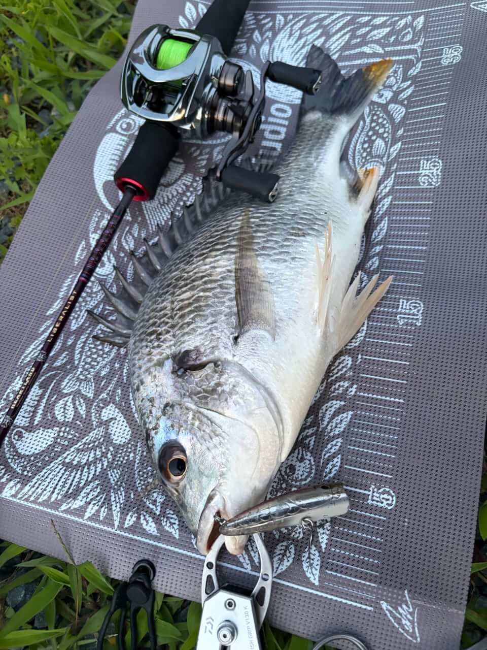 |水面が爆発する季節がきた!”浜名湖チヌトップ”牡蠣瀬とストラクチャー際で賑やかだった今年の夏
