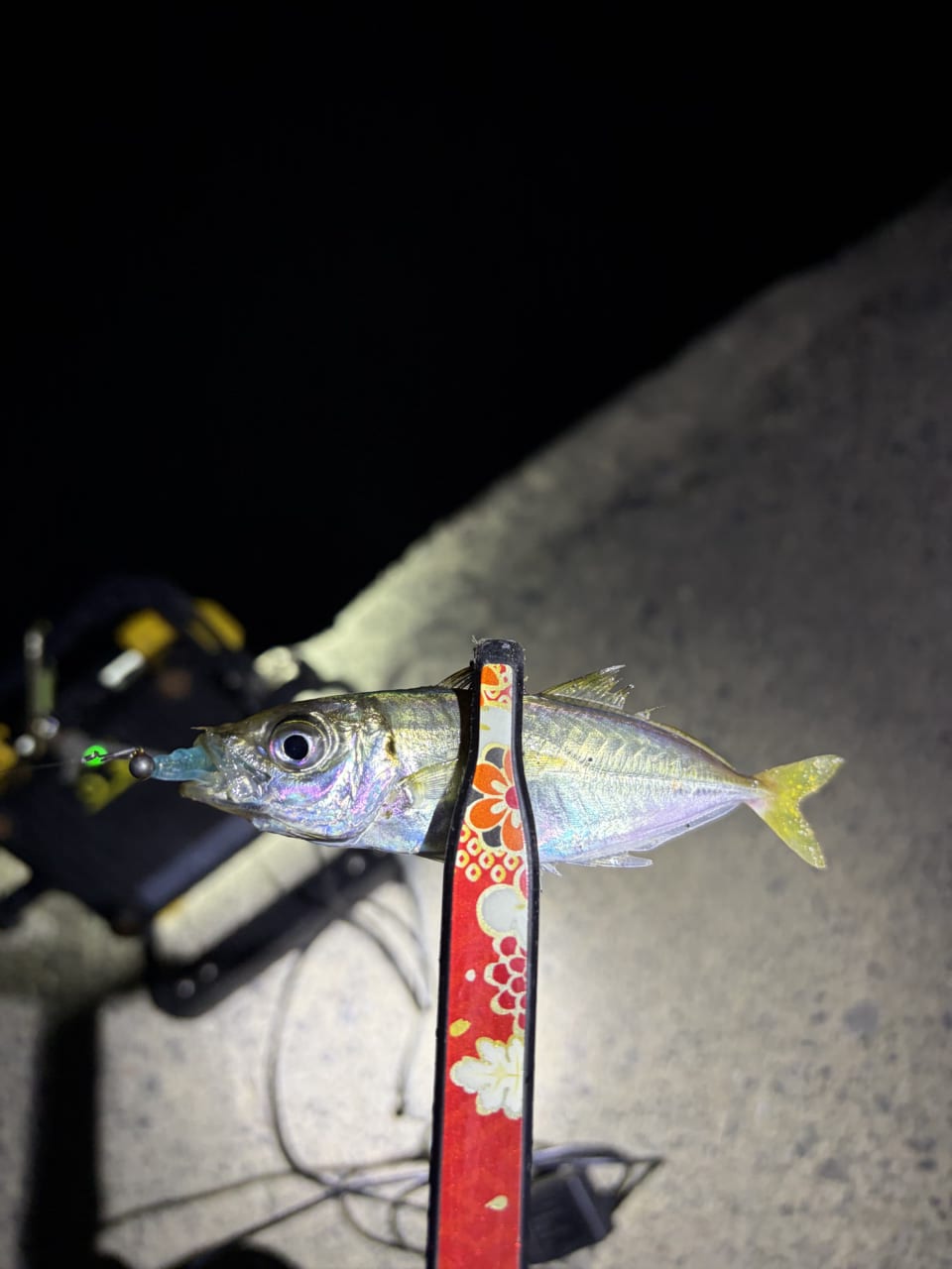 |「今日は何が釣れるかな」夏の夜に涼みながらの五目ライトゲームが楽しすぎる。