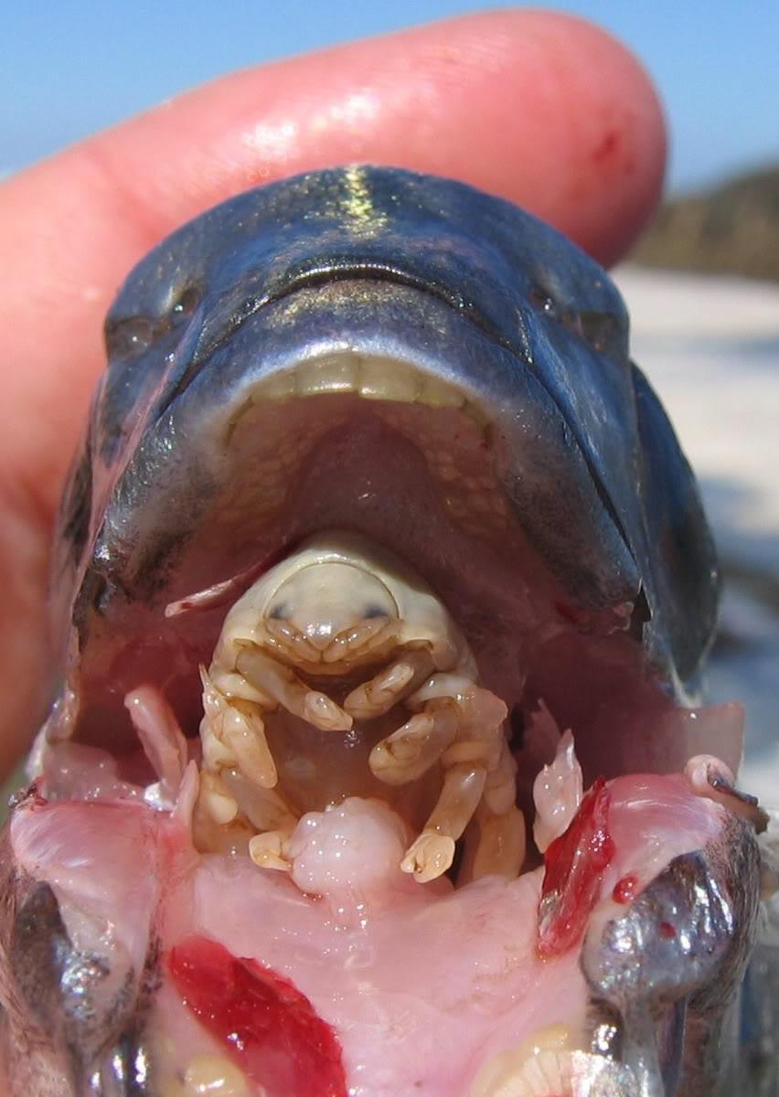 |「グロ注意」「うわぁ…キモすぎる」魚の舌を奪って住み着く”寄生虫”の正体とは。