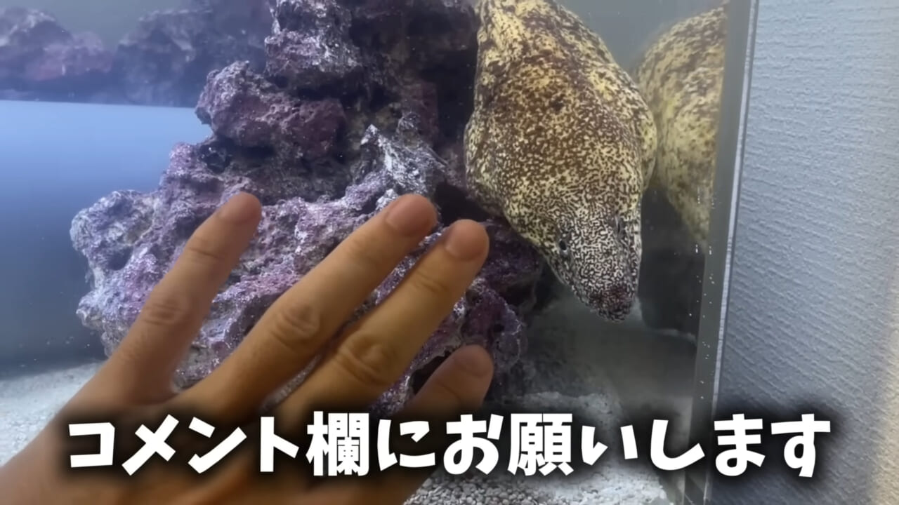 ｜「そんなことあるかぁ！」鮮魚店で売っていた『ウツボ』をペットにしたらヤバすぎた。衝撃の飼育シーンに話題殺到。