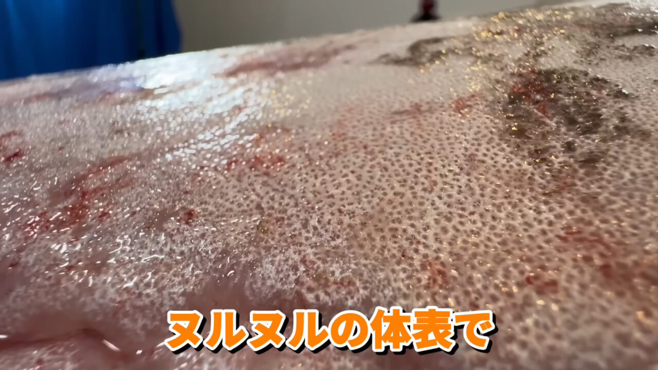 ｜「脳みそ小さすぎ」「これは脱帽だわ」マンボウをさばいた結果がとんでもなかった。