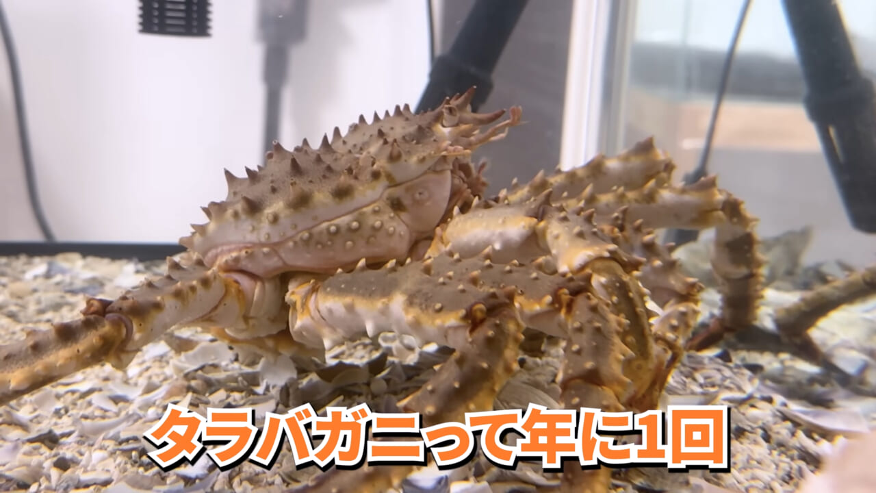 |「マジで育てるのか…」お風呂で『タラバガニ』を飼ったら…。「死んだら食材です」驚きの動画に話題殺到。