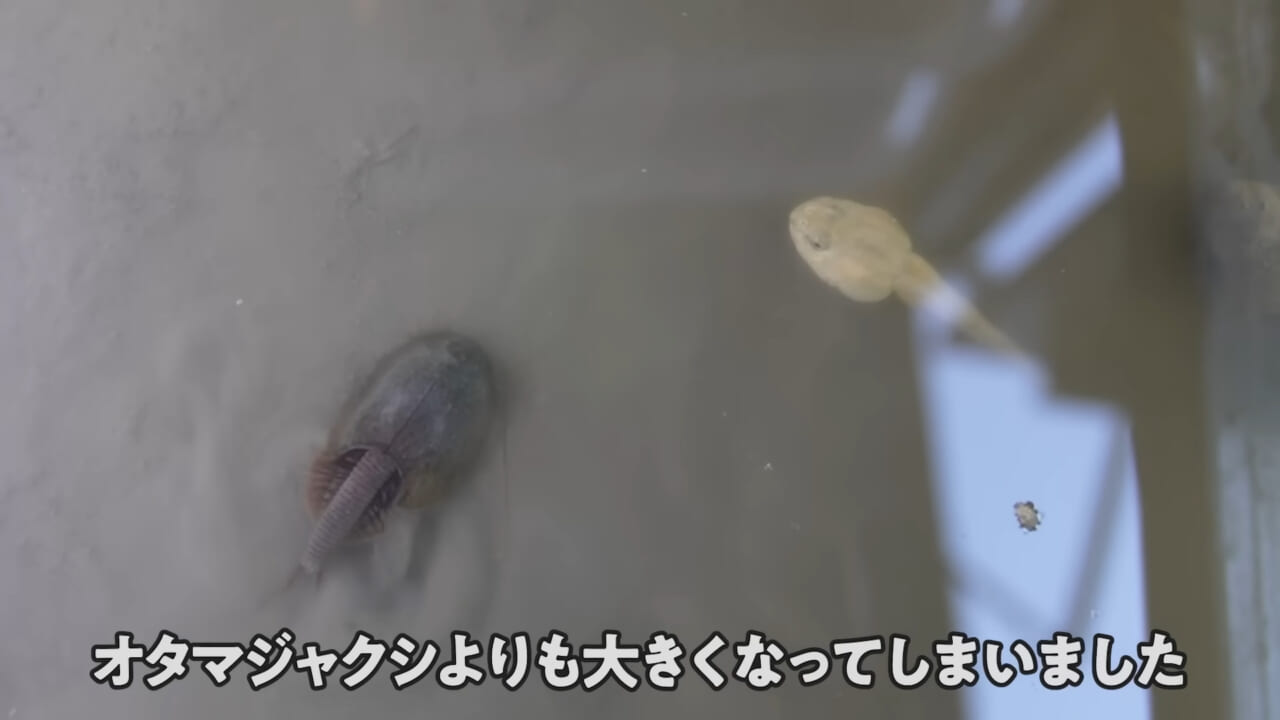|「ヤバい、突然変異です」捕まえた『白いオタマジャクシ』を育ててみたらまさかの…。「何色のカエルになるのか、検証します」