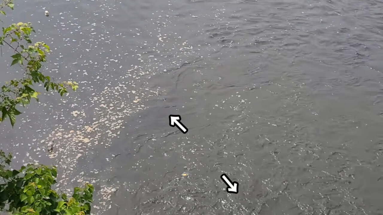 |「うわぁ、キタキタ」「デカすぎ…」“巨大魚”が潜む川に食パンを投入→10秒後にまさかの『化け物』サイズが登場。